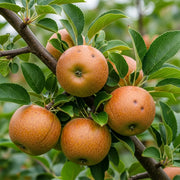 5ft 'Ashmeads Kernel' Apple Tree | 9L Pot | 2 Years Old
